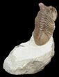 D, Asaphus Punctatus Trilobite - Russia #43676-4